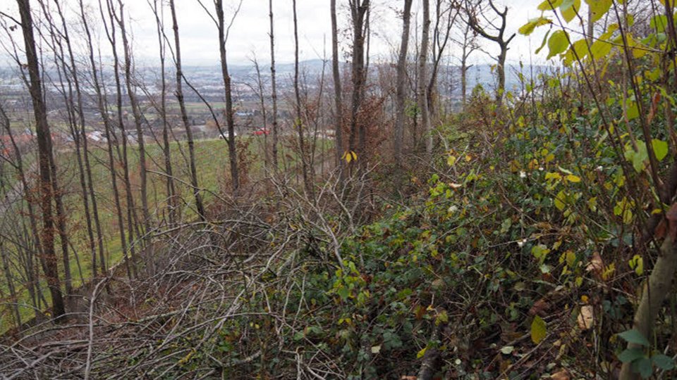 Umgebungsfoto der Studienarbeit "Zweig"